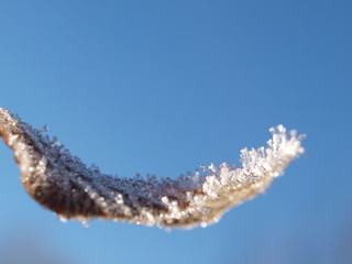 Naklejka premium Frost, frozen leaf