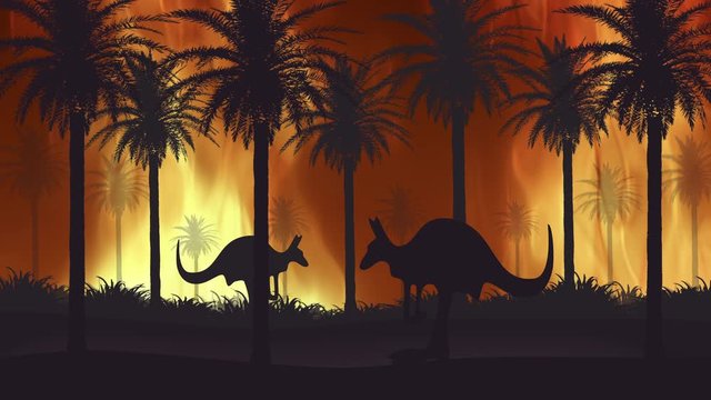 Australian fire. Kangaroos flee from forest fires