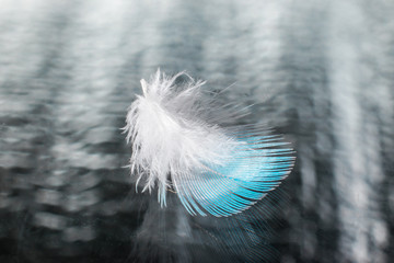 Light soft bird feather on glass with reflection