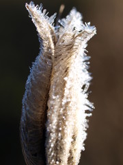 Akelei im Winter, plant in winter