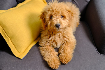 Cachorro de mini golden doodle mirando a cámara desde un almohadón 