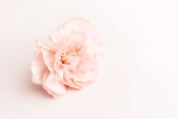 Obraz premium beige and pink large peony bud or cloves on a white background as a blank for advertising text
