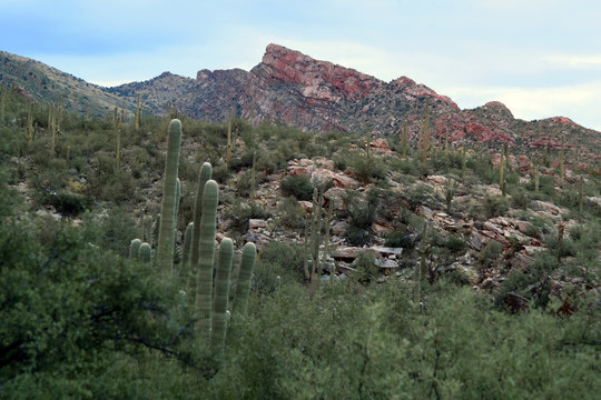 Evening light in the Catalina mountains in Tucson, Arizona, USA