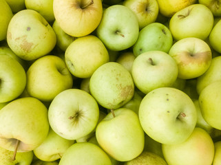 ripe but not very beautiful yellow apples of small size and on the counter