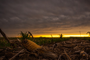 dried corn in front of a sunset in a field