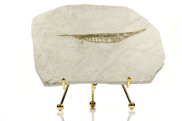 Centriscus strigatus fish fossil from Poggio Berni, Italy © Björn Wylezich