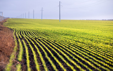 Plant growing. Green agricultural field with rows of young sprouts