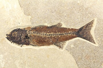 Mioplosus fish fossil from Green River Formation, Wyoming, USA