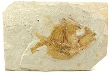 Pycnosteroides Laevispinosus fish fossil from Lebanon © Björn Wylezich