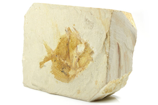 Pycnosteroides Laevispinosus fish fossil from Lebanon
