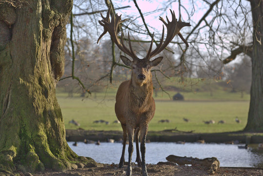 Curious Stag 