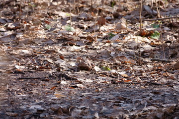 Two frogs woke up after winter
