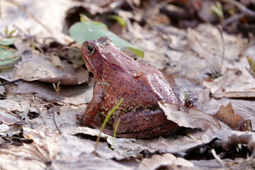 Frog on a spring day in the forest