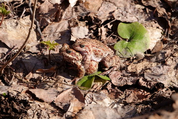 Two frogs woke up after winter