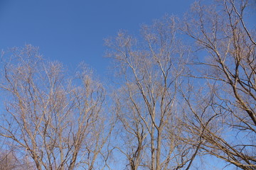 Forest in Russia in the spring