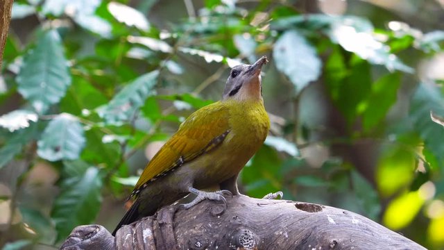 woodpecker, wildlife, grey-headed, environment, adult, america, animal, austria, autumn, avian, beautiful, berry, bird, birdwatching, black, branch, canus, cautious, colorful, europe, fauna, feeding, 