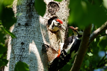 Woodpecker feeds the chick in the nest