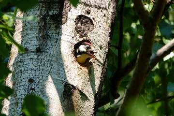 Woodpecker chick is waiting for parents in the nest