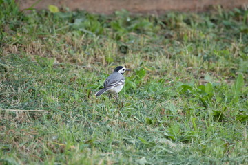 Obraz premium Wagtail walks on the grass