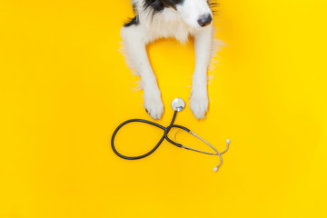 Puppy dog border collie and stethoscope isolated on yellow background. Little dog on reception at...