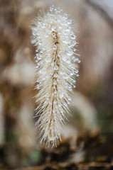 Obraz premium Semi dry meadow plant - Setaria Faberi