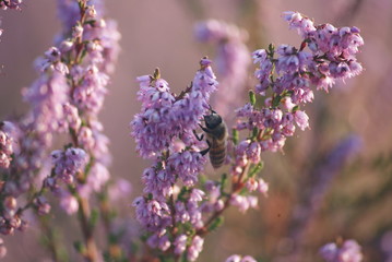 bee on heide