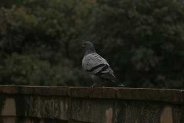 Pigeon