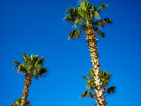 A Trio Of Palm Trees Atop A Clear Blue Sky