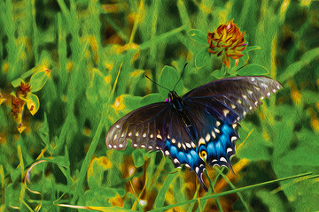 butterfly pollinates some clover growing in a grass field in Cole Park in Upstate NY