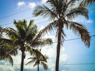 A cluster of palm trees sits against a backdrop of blue sky and white, fluffy clouds in a tropical...
