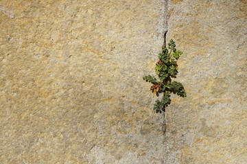 green plant growing out of a wall