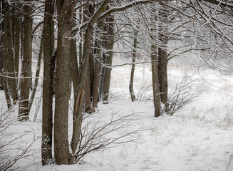 Photo of nature with snow-covered trees and inclined branches from the wind