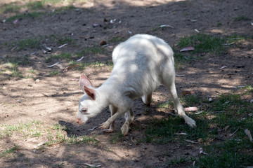 this is a joey albino western kangaroo