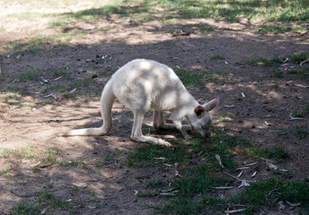 this is a joey albino western kangaroo
