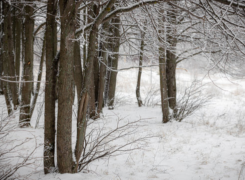 Photo of nature with snow-covered trees and inclined branches from the wind