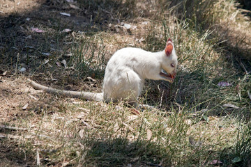 this is a side view of a  albino wallaby