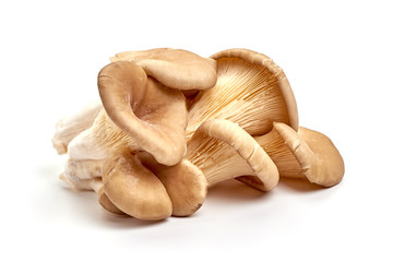 Oyster mushrooms - Pleurotus ostreatus, isolated on white background - obrazy, fototapety, plakaty