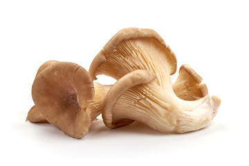 Fototapeta na wymiar Oyster mushrooms - Pleurotus ostreatus, isolated on white background