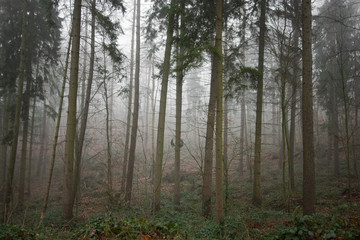 Fototapeta premium winter forest in fog. Dark landscape. wallpaper background. Germany Outdoor 