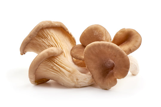 Oyster mushrooms, fresh mushroom, isolated on white background