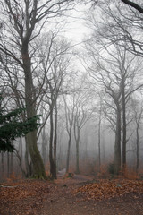 winter forest in fog. Dark landscape. wallpaper background. Germany Outdoor 