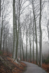 winter forest in fog. Dark landscape. wallpaper background. Germany Outdoor 
