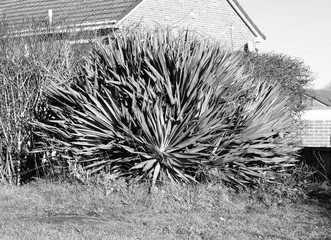 Large overgrown spiky bush