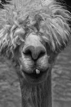 llama or is it an alpaca with one tooth and having a very bad hair day in black and white