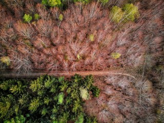 Forest in autumn from above with a path in between