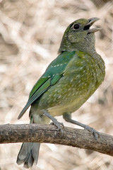 the catbird is calling to another catbird