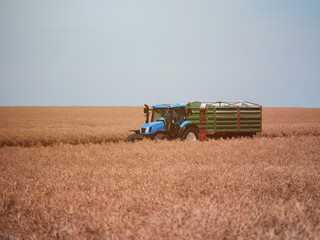 Obraz premium Blue tractor on grain field. Summer harvest and blue sky. Harvesting on grain field.