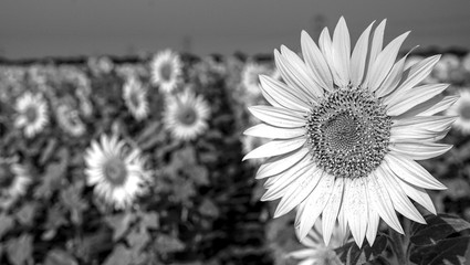 Dull and bright