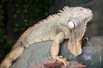 this is a close up of a green iguana