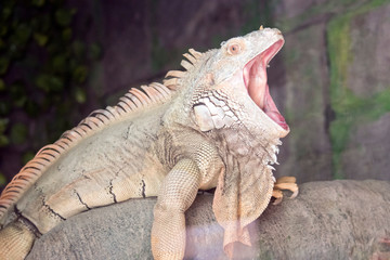 this is a close up of a green iguana with its mouth open